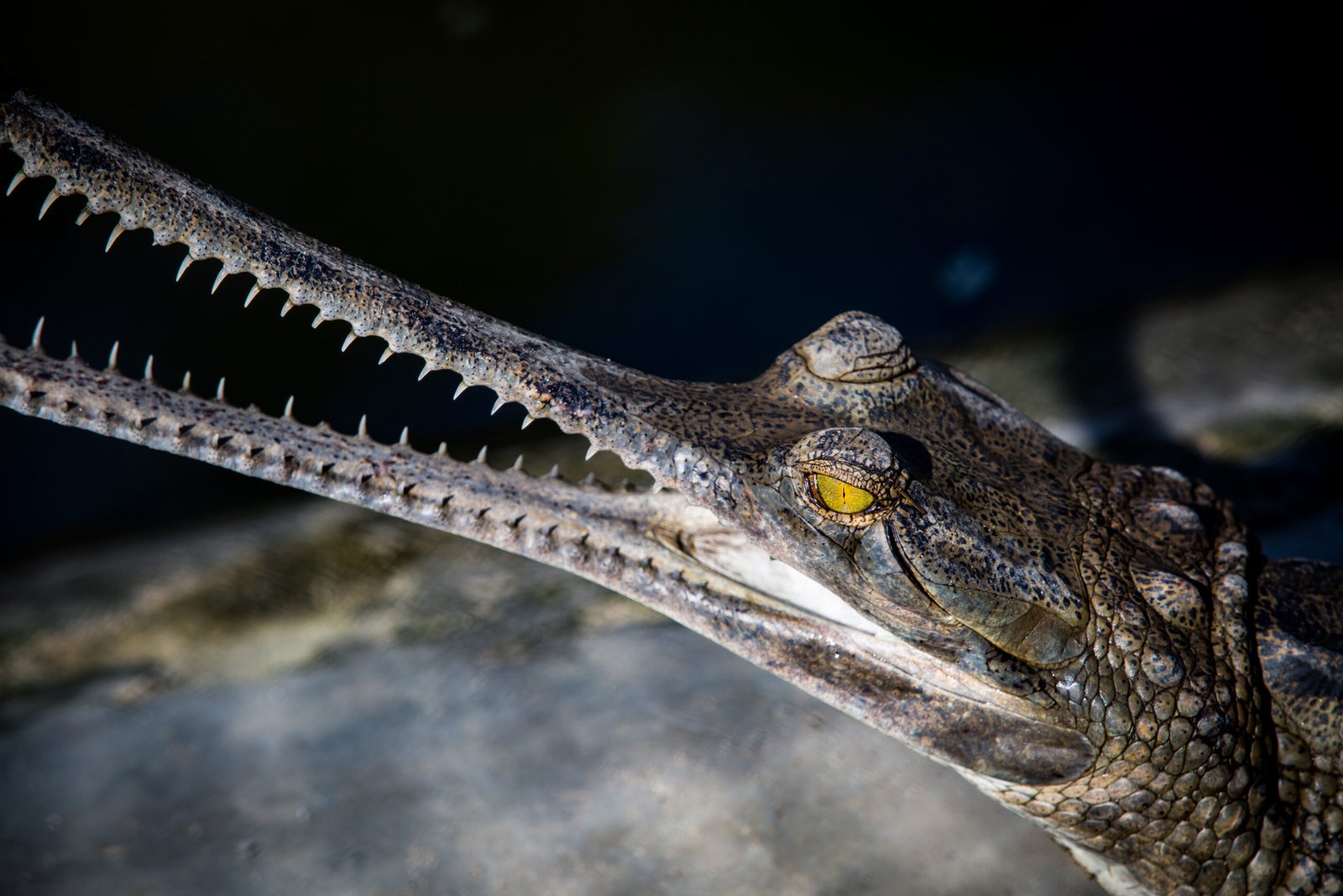 Conservation Heroes: Fighting for the Gharial (image credits: wikimedia)