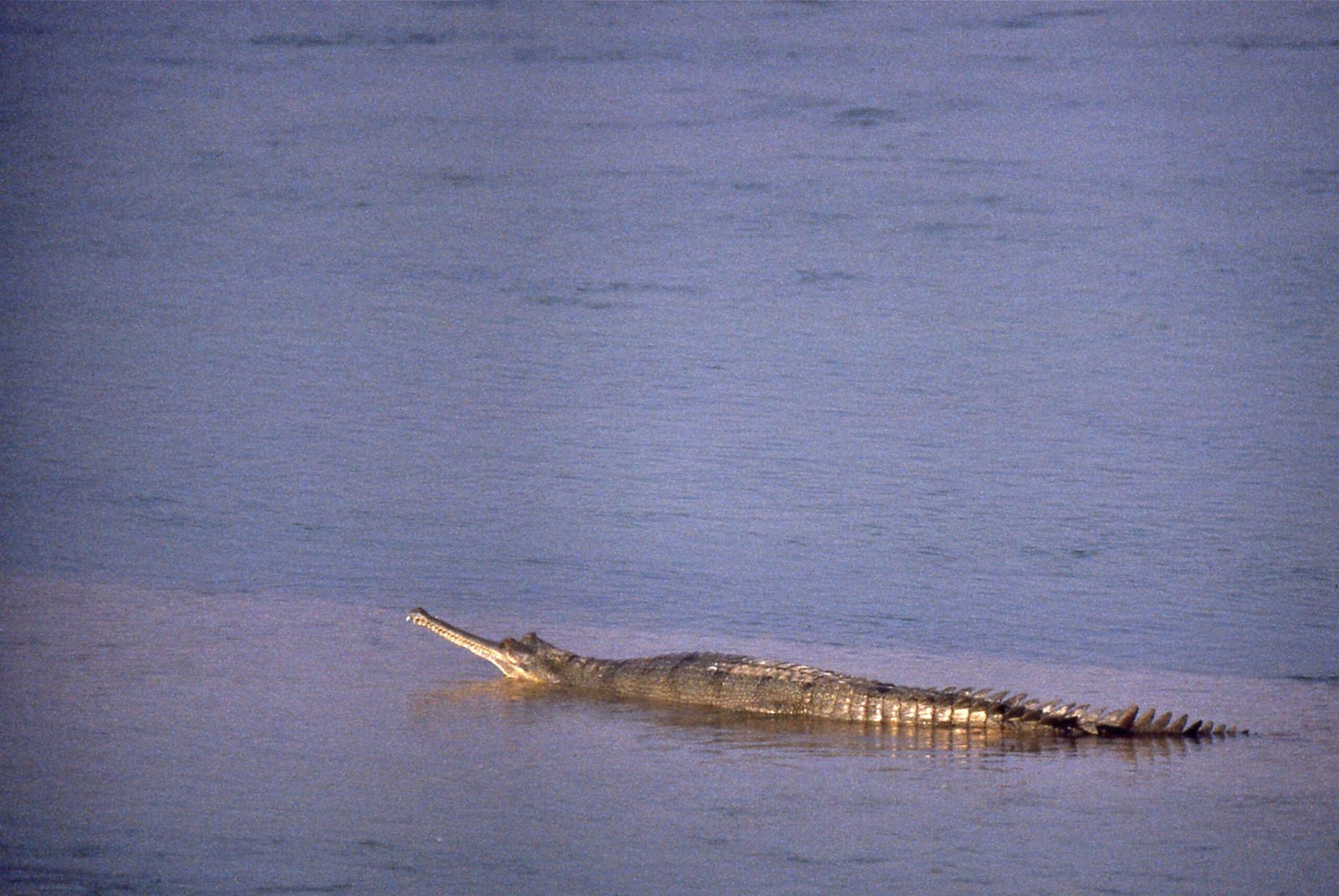 Science at Work: Studying Gharials in the Wild (image credits: wikimedia)