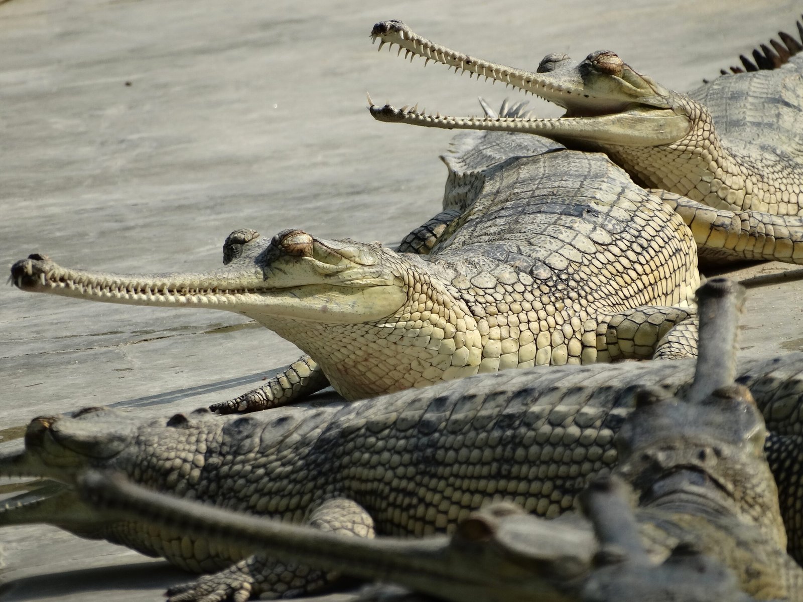 Captive Breeding: A Race Against Time (image credits: wikimedia)