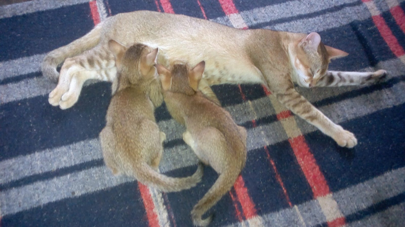 Kittenhood Lessons: How Mother Cats Teach Their Young (image credits: wikimedia)