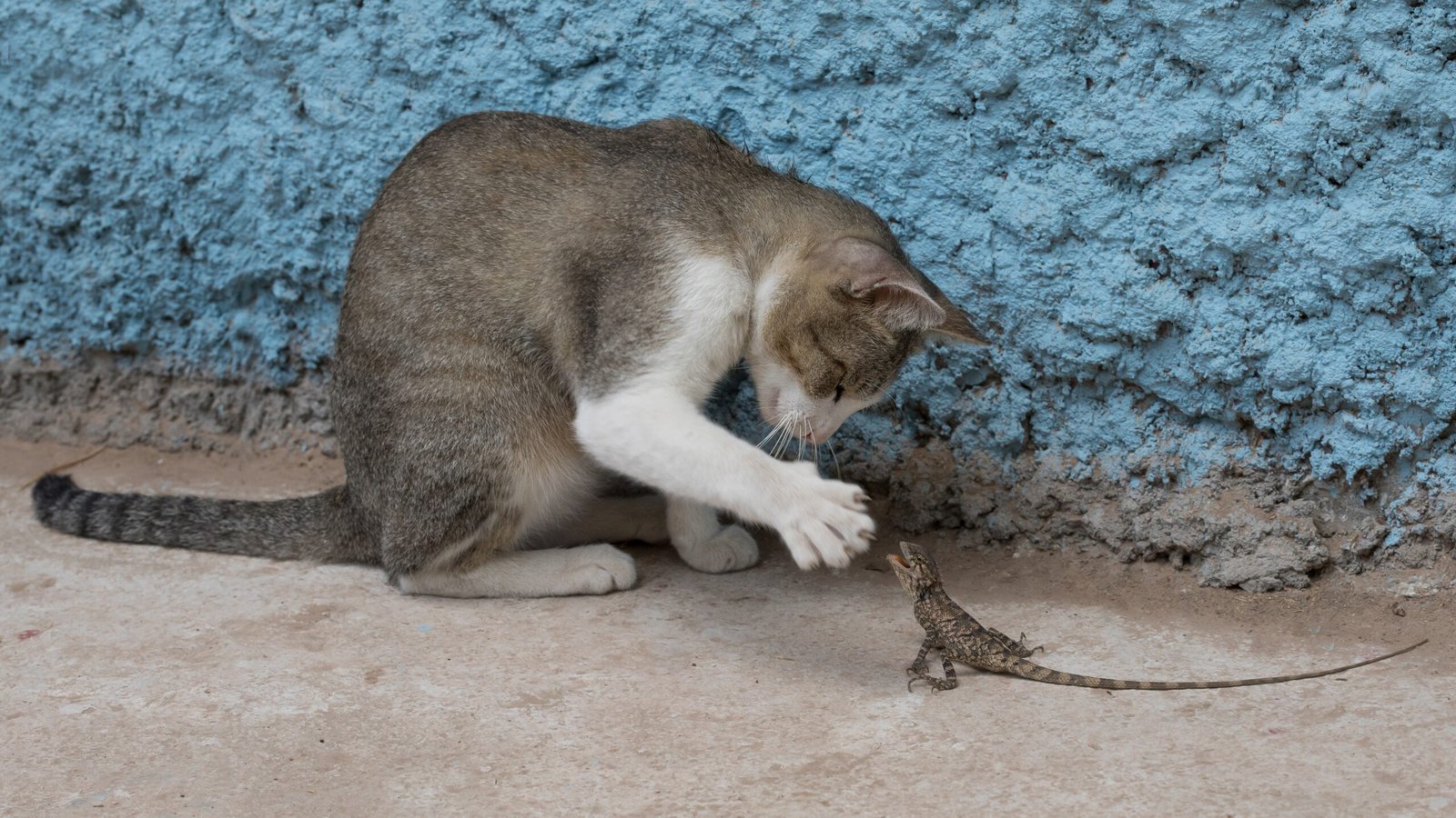 Body Language: The Cat’s Secret Code (image credits: wikimedia)