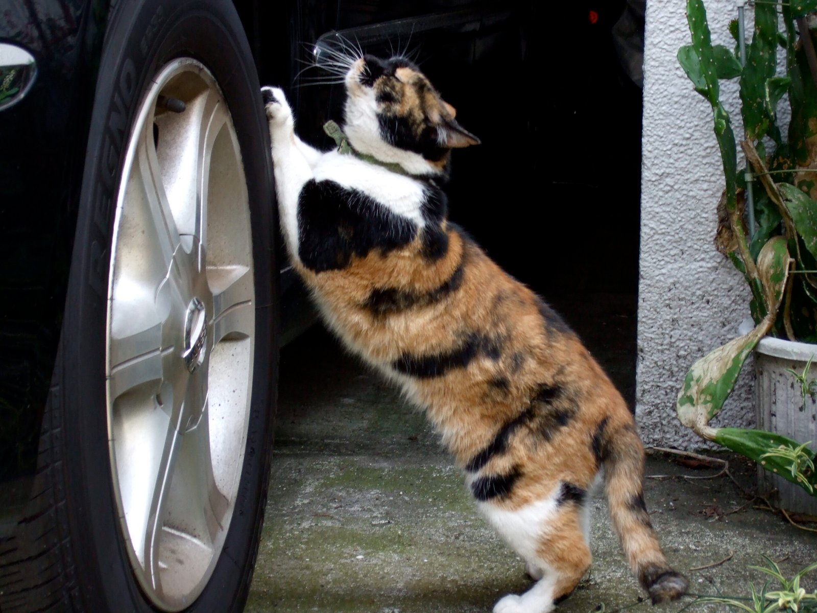 Scratching and Scent Marking: Leaving Their Signature (image credits: wikimedia)