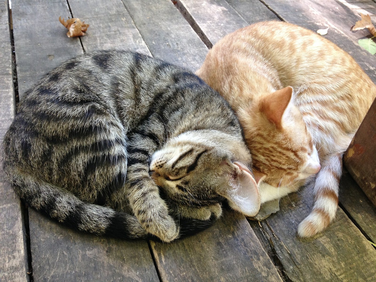 Sleep Habits: Choosing Their Companions (image credits: wikimedia)