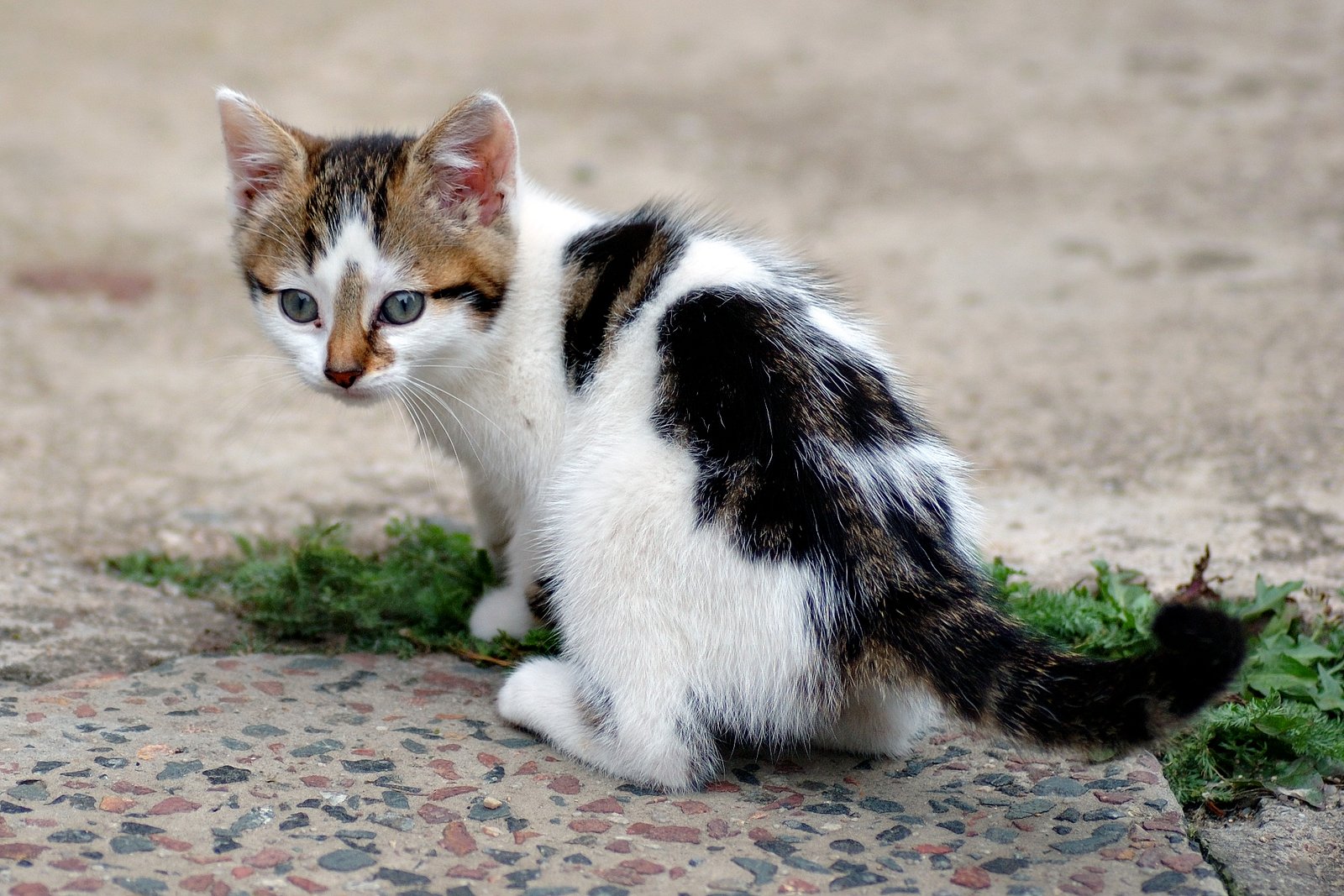 The Role of Purring: Comfort, Healing, and Communication (image credits: wikimedia)