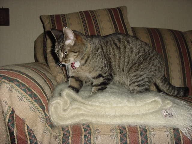 Kneading in Cats (image credits: wikimedia)