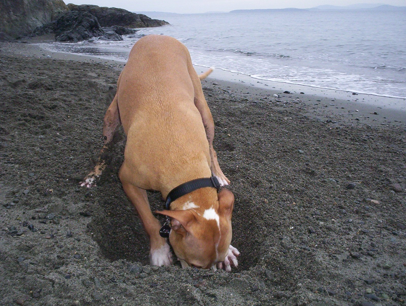 Burrowing and Digging in Dogs (image credits: wikimedia)
