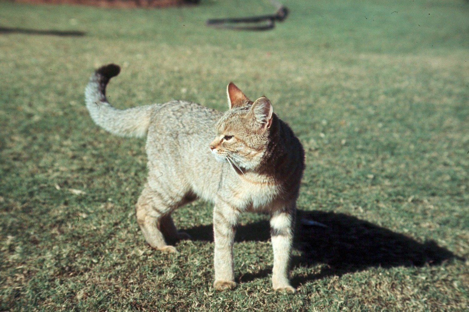 Chattering in Cats (image credits: wikimedia)