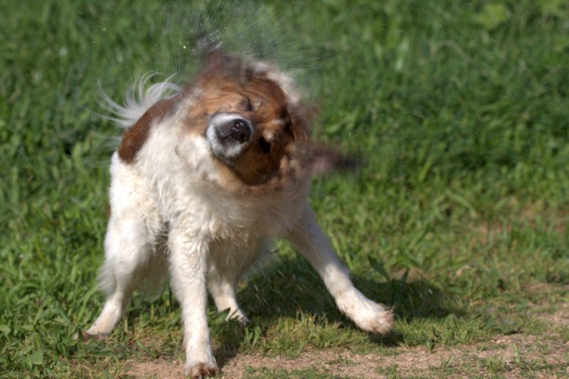 Burying Food in Dogs (image credits: wikimedia)