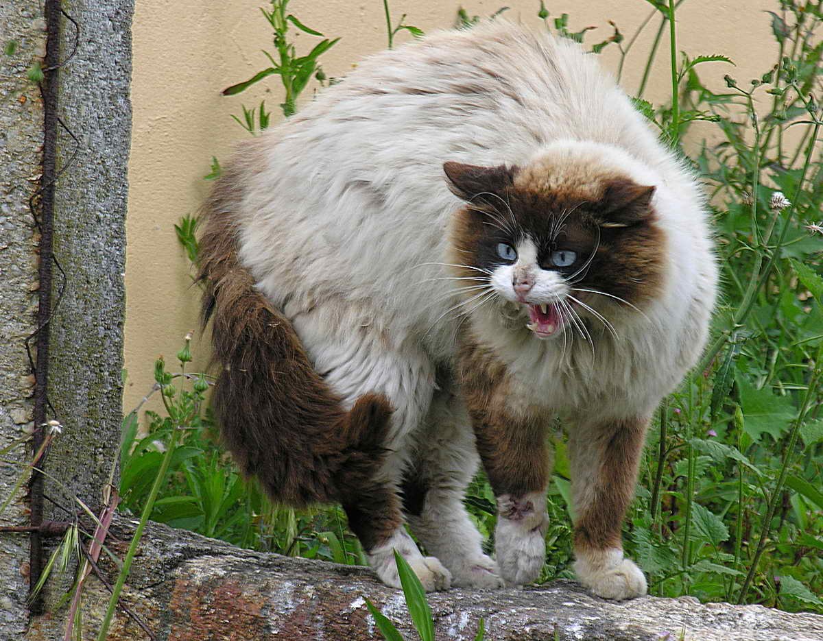 Slow Blinking in Cats (image credits: wikimedia)
