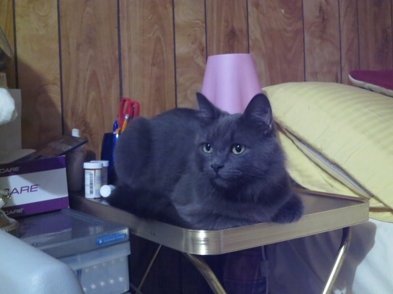 Tail Flicking in Cats (image credits: wikimedia)