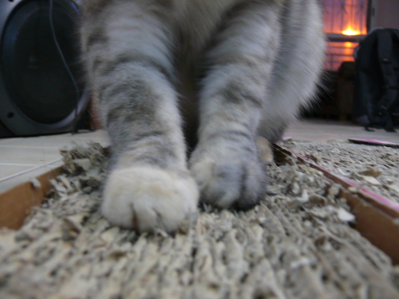 Scratching in Cats (image credits: wikimedia)