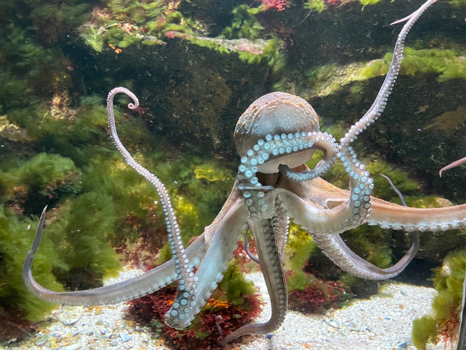 Escape Artists: Tales from Aquariums (image credits: wikimedia)