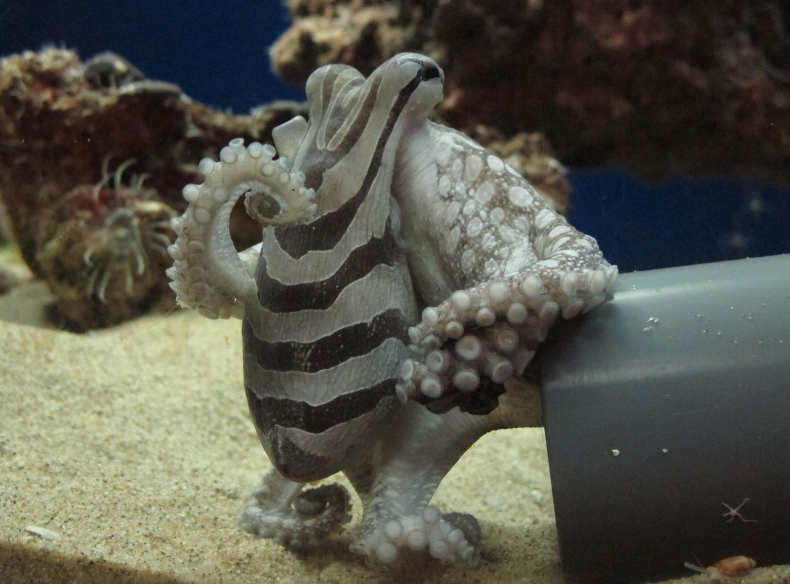 Octopus Playtime: When Curiosity Takes Over (image credits: wikimedia)