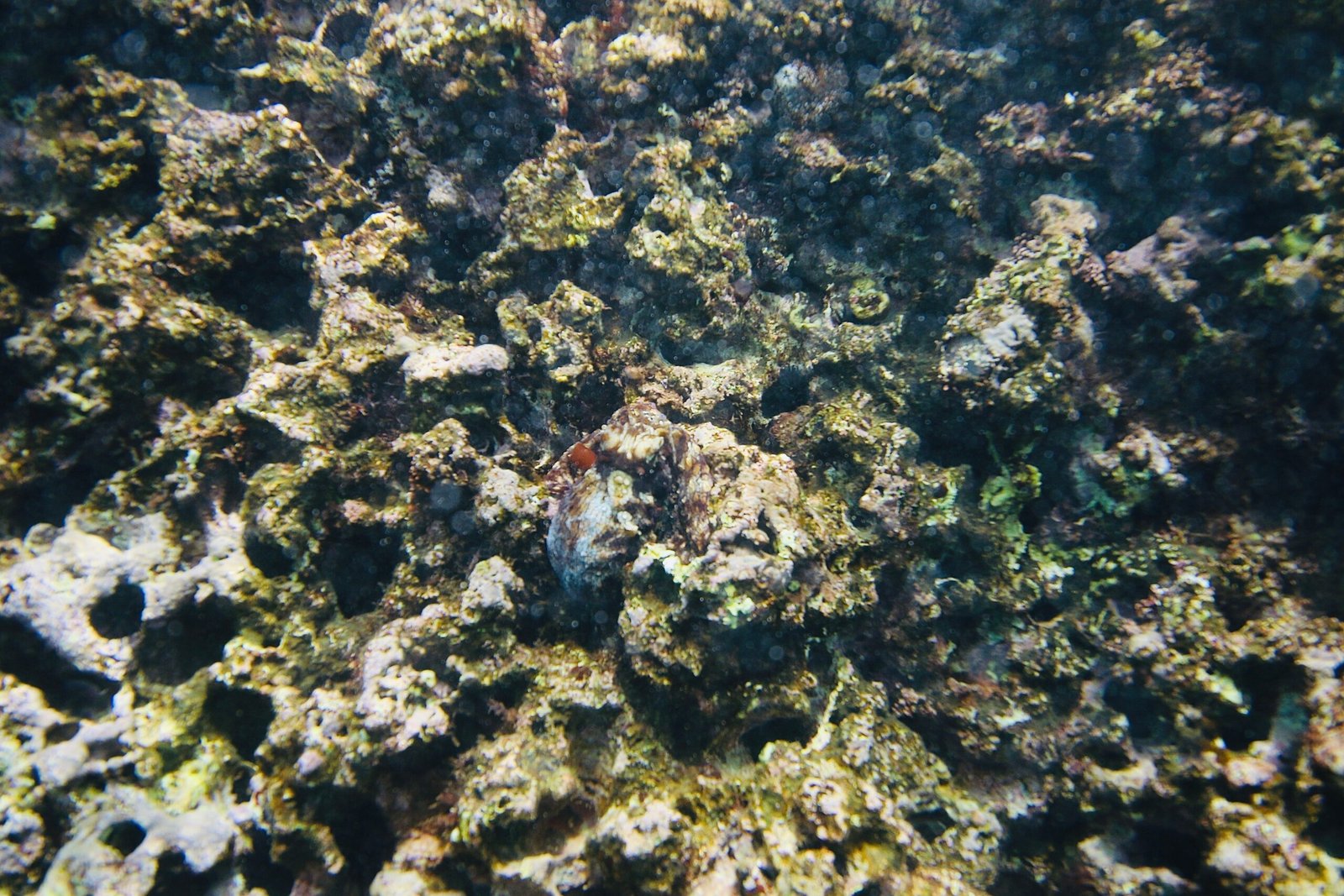 Survival in the Wild: Outsmarting Predators (image credits: wikimedia)