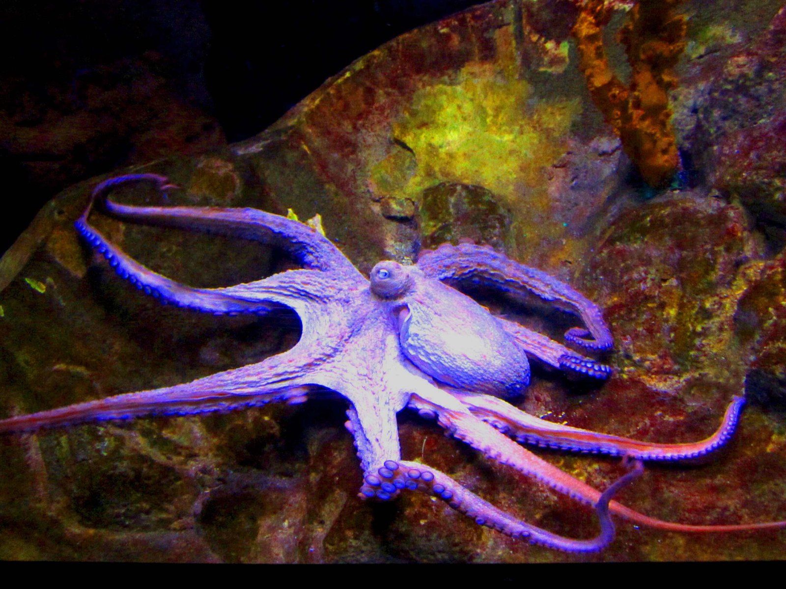 Emotional Lives: Do Octopuses Feel? (image credits: wikimedia)