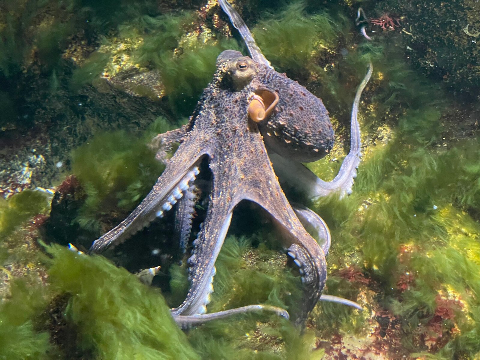 Caring for Octopuses: Challenges in Captivity (image credits: wikimedia)
