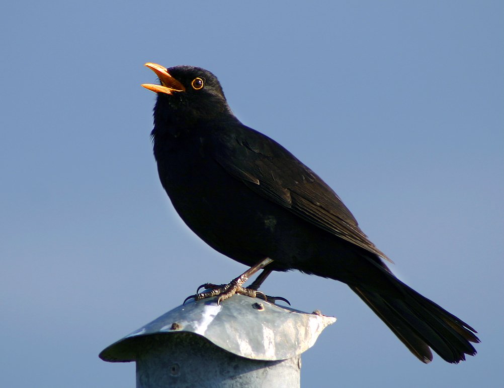 Birdsong and Beyond: Teaching Algorithms to Sing (image credits: wikimedia)