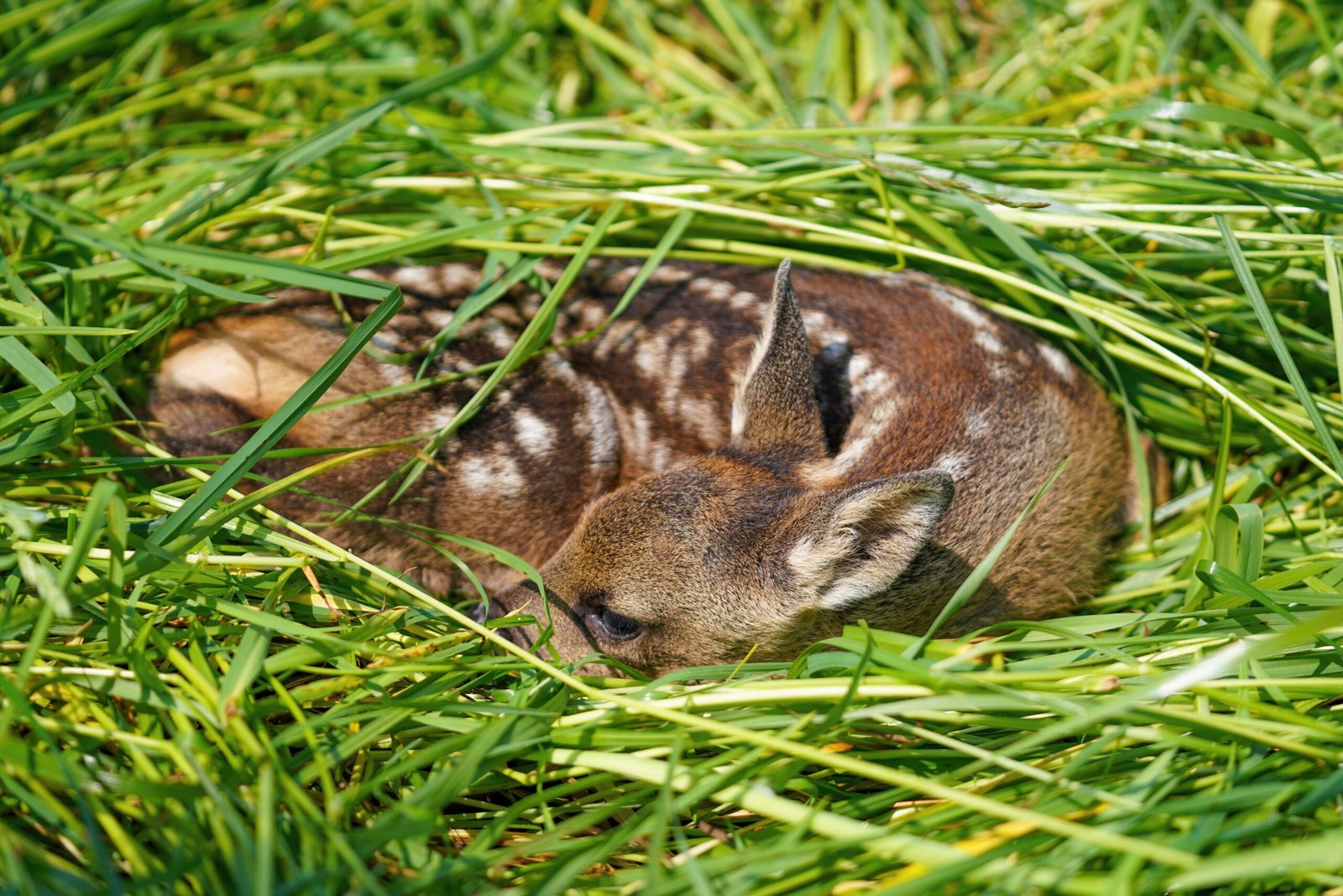 AI in Animal Rescue and Rehabilitation (image credits: wikimedia)