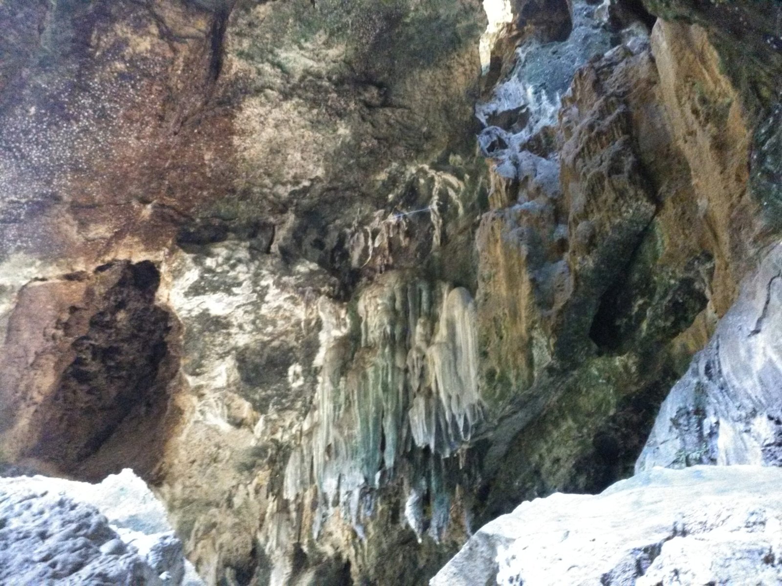 The Unsung Architects: Bats in Philippine Caves (image credits: wikimedia)