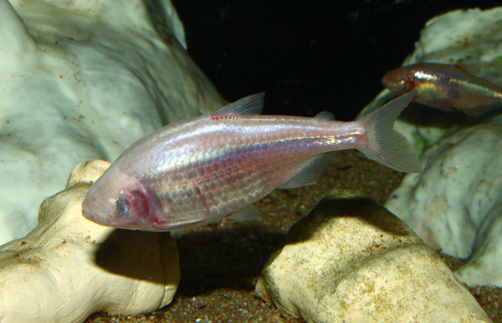 Blind Wonders: Adaptations to Eternal Night (image credits: wikimedia)