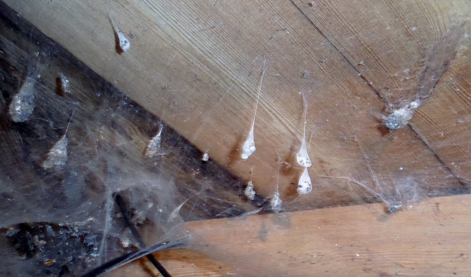 Spiders and Insects: The Tiny Engineers (image credits: wikimedia)