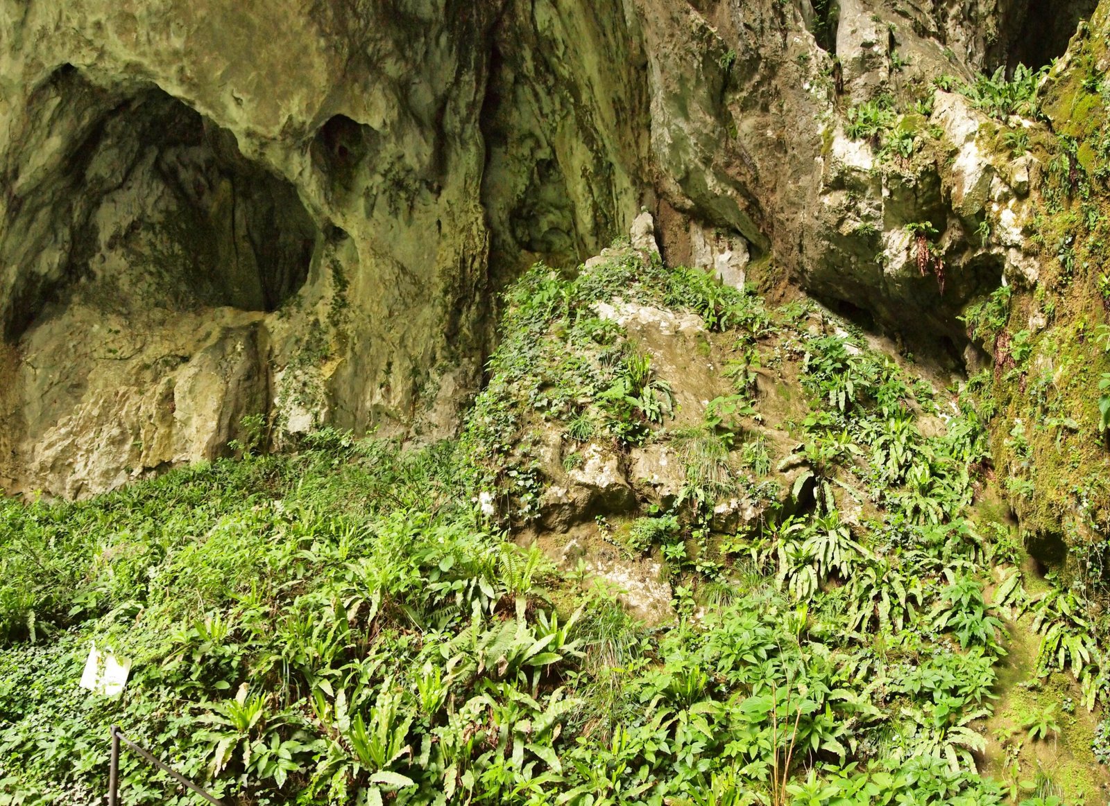 Rare Plants: Life on the Brink (image credits: wikimedia)