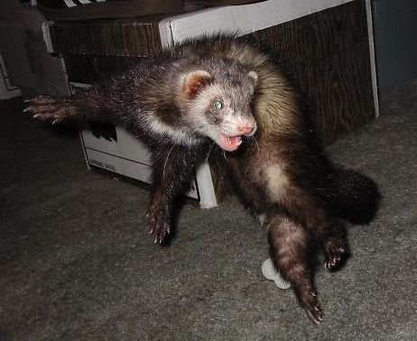 The Legendary Weasel War Dance (image credits: wikimedia)