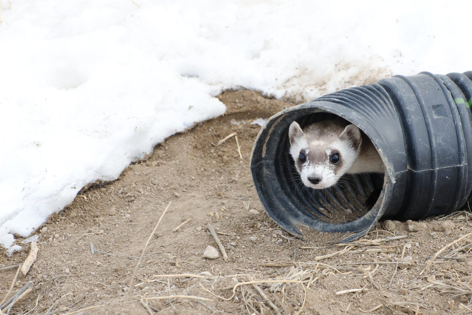 Tube Crawling: The Joy of Tight Spaces (image credits: wikimedia)