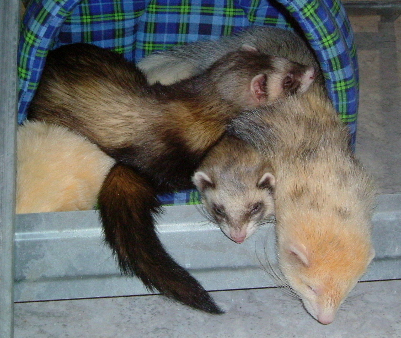 The Ferret “Dead Sleep” Phenomenon (image credits: wikimedia)