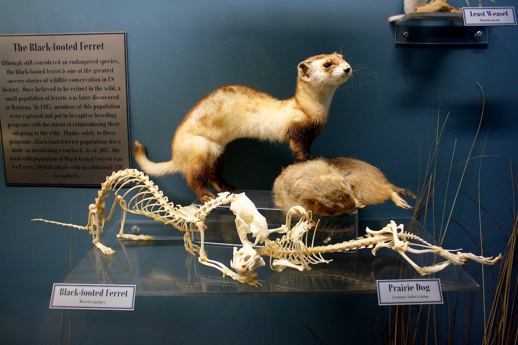 Ferret Scent Glands: Their Not-So-Secret Weapon (image credits: wikimedia)