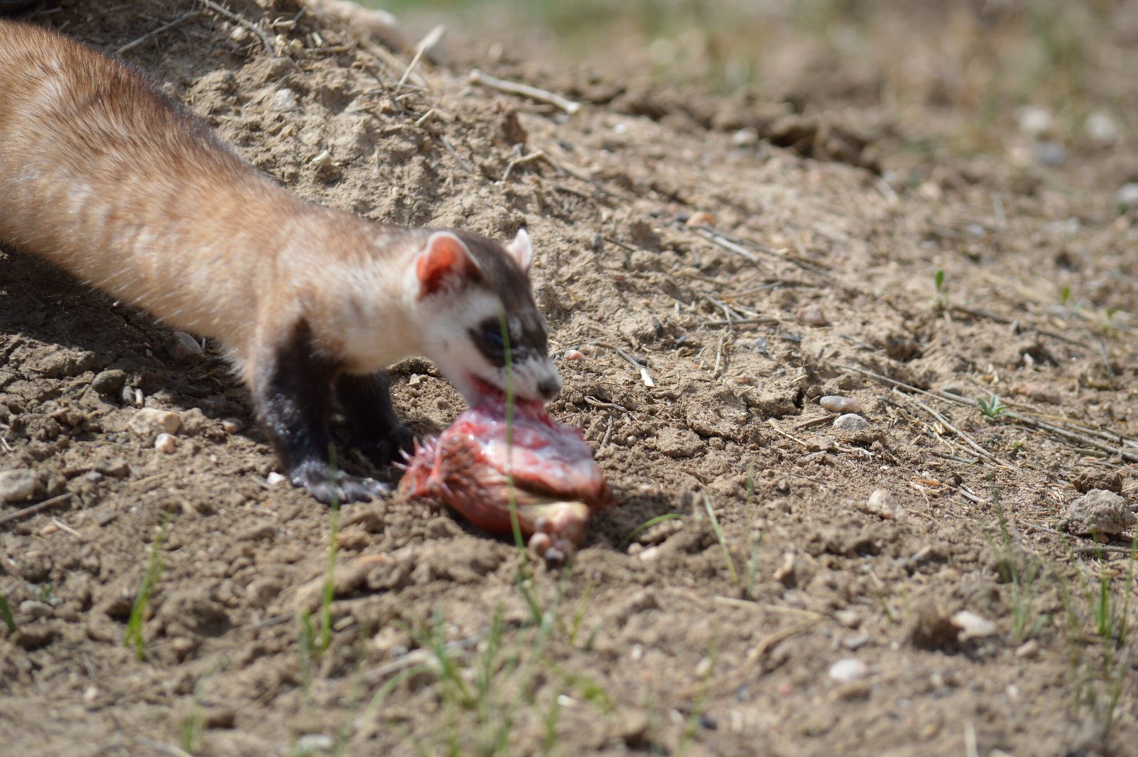 Food Fascinations: Strange Palate Preferences (image credits: wikimedia)