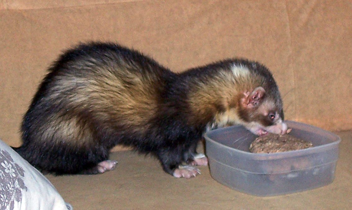 Ferret Intelligence: Puzzle Solvers Extraordinaire (image credits: wikimedia)