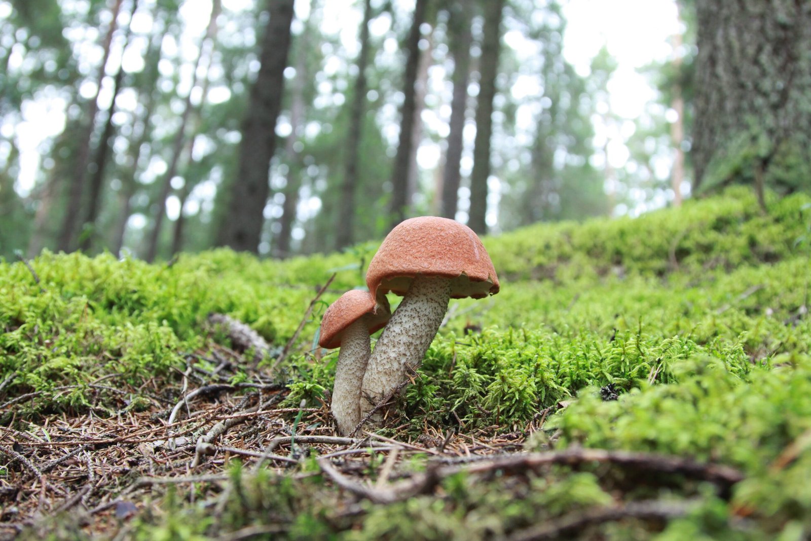 The Surprising Beauty of Urban Fungi (image credits: wikimedia)