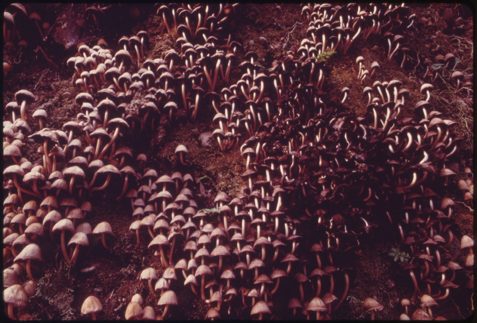 How Air Pollution Shapes Fungal Life (image credits: wikimedia)