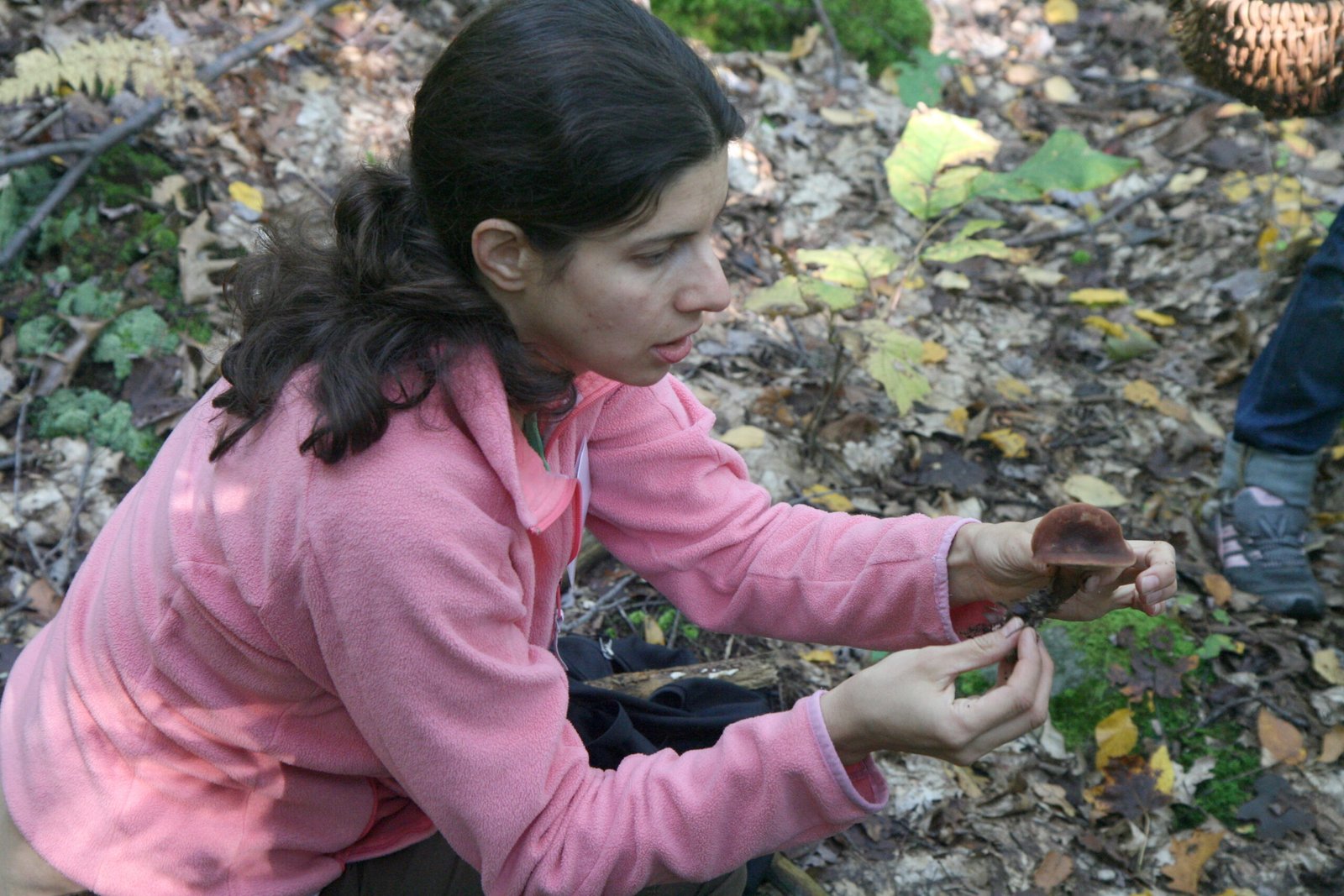 Citizen Science: Locals Join the Hunt for Fancy Fungi (image credits: wikimedia)