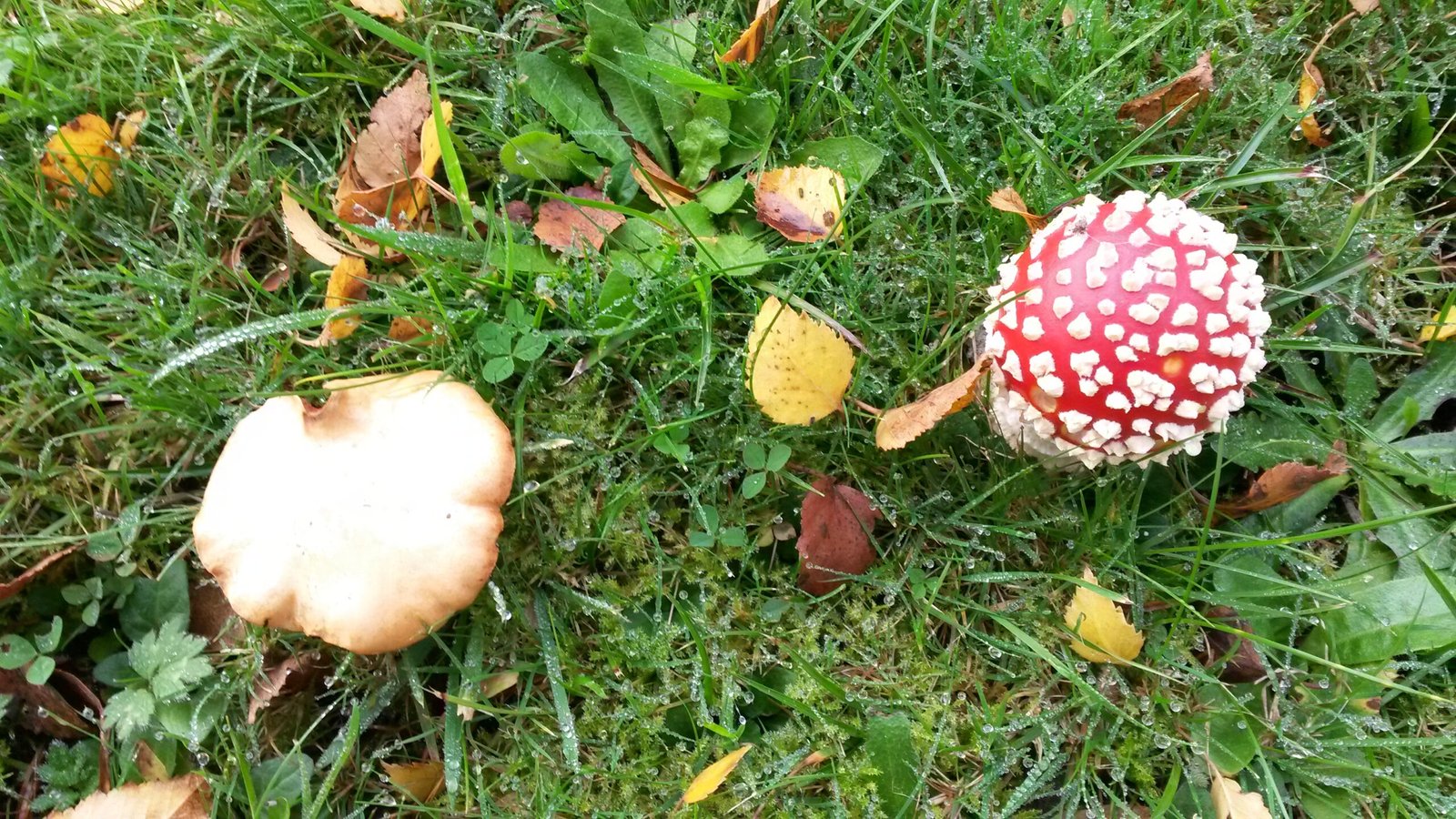Fungi’s Role in Urban Sustainability (image credits: wikimedia)
