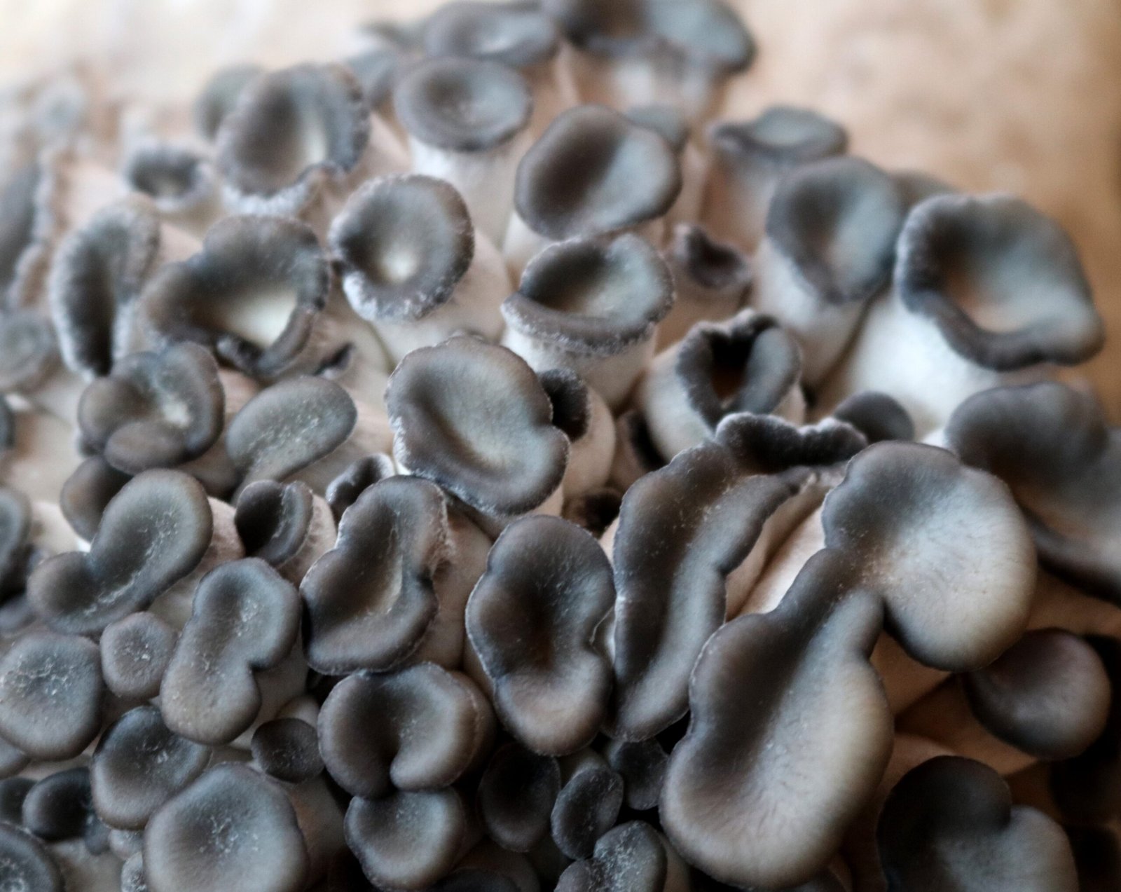 Fungi, Art, and the Human Imagination (image credits: wikimedia)