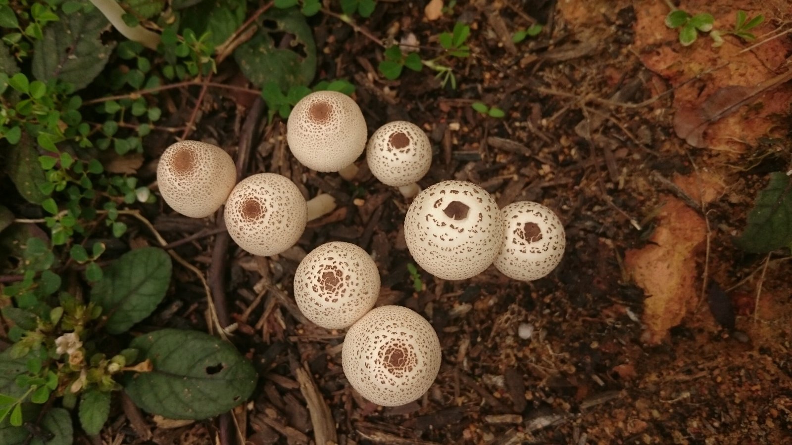 Future Research: What’s Next for Singapore’s Fungi? (image credits: wikimedia)
