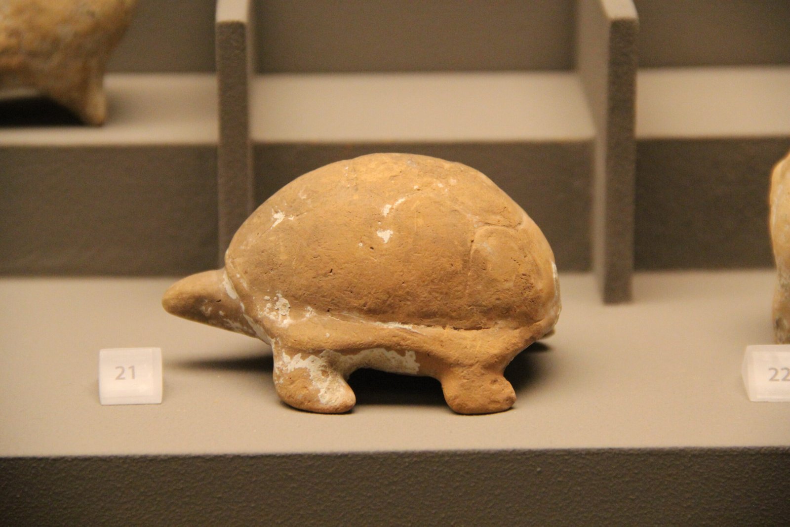 The Ancient Roots of Turtles (image credits: wikimedia)