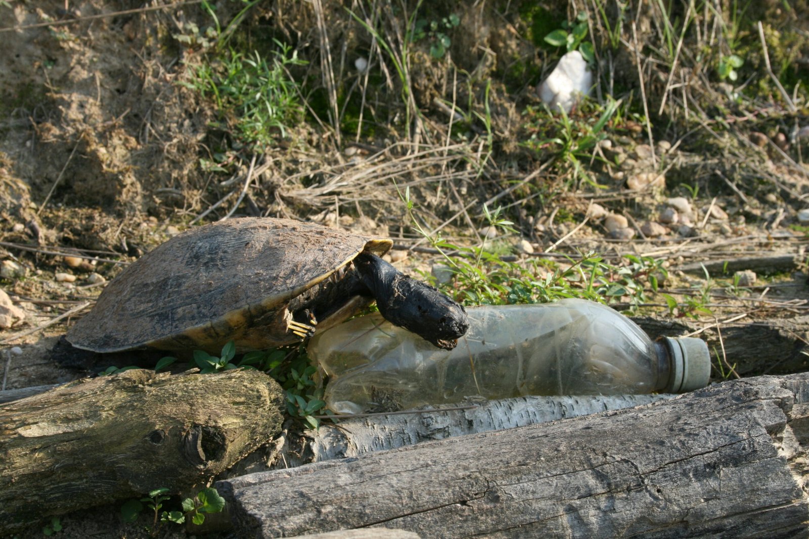 Pollution: A Silent Killer (image credits: wikimedia)