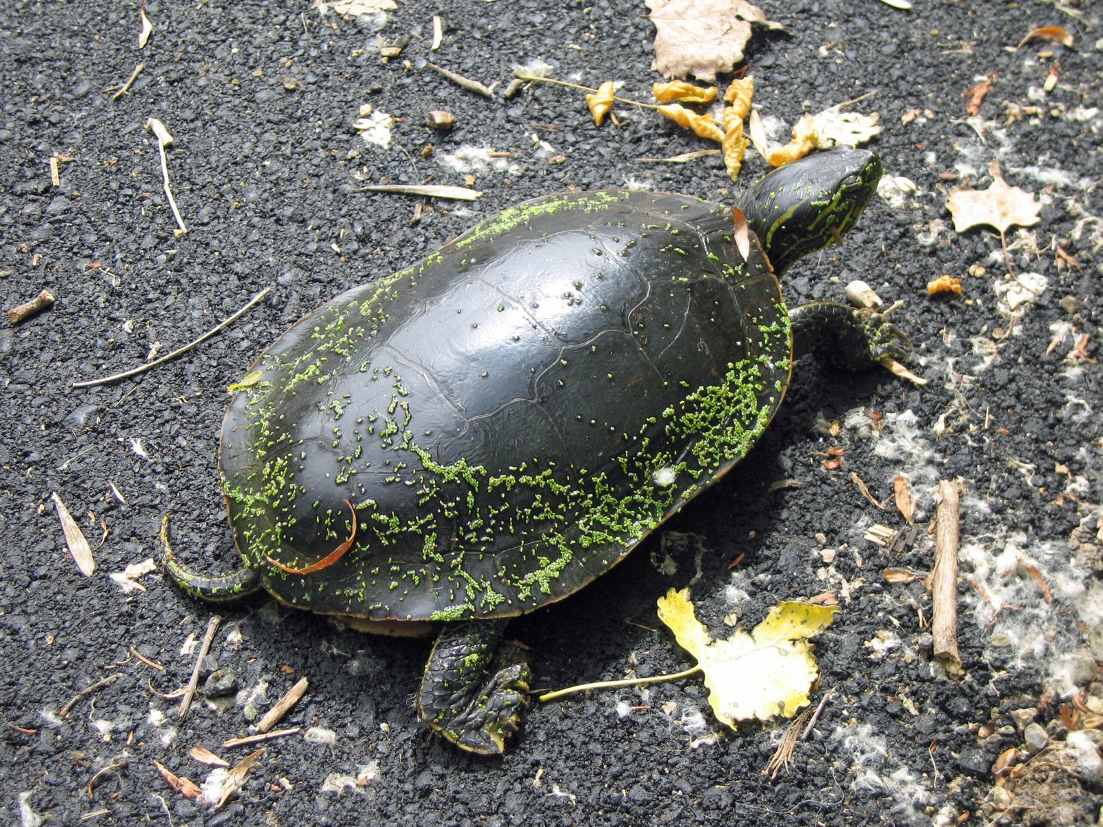 Invasive Species on the March (image credits: wikimedia)