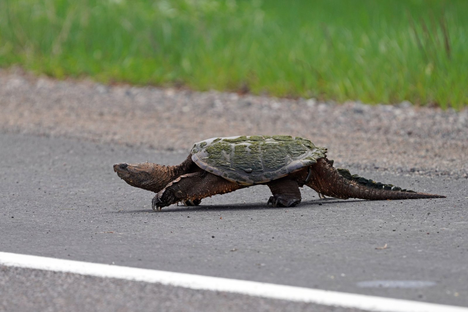 Habitat Fragmentation: Barriers to Survival (image credits: wikimedia)
