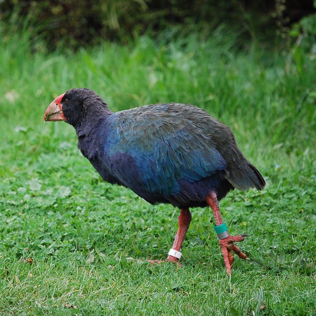 The Great Isolation: New Zealand’s Unique Evolutionary Playground (image credits: wikimedia)