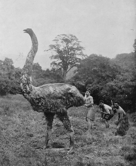 The Mighty Moa: Giants That Once Ruled the Land (image credits: wikimedia)