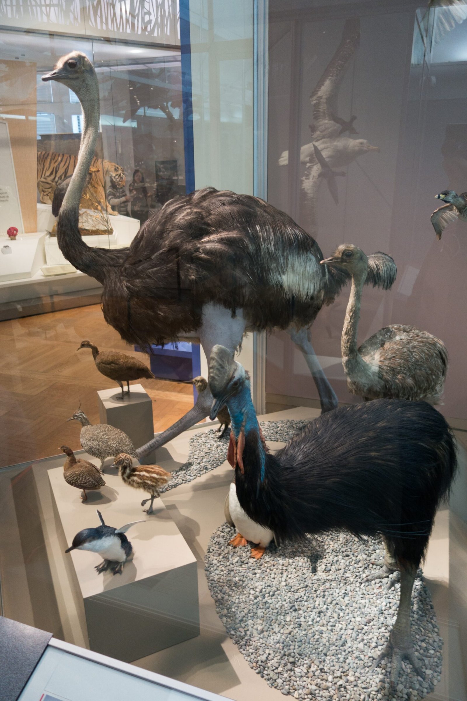 Why Did So Many Birds Lose the Ability to Fly? (image credits: wikimedia)