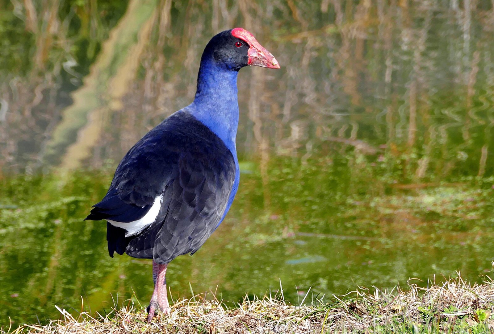 The Absence of Mammalian Predators: A Recipe for Grounded Birds (image credits: wikimedia)