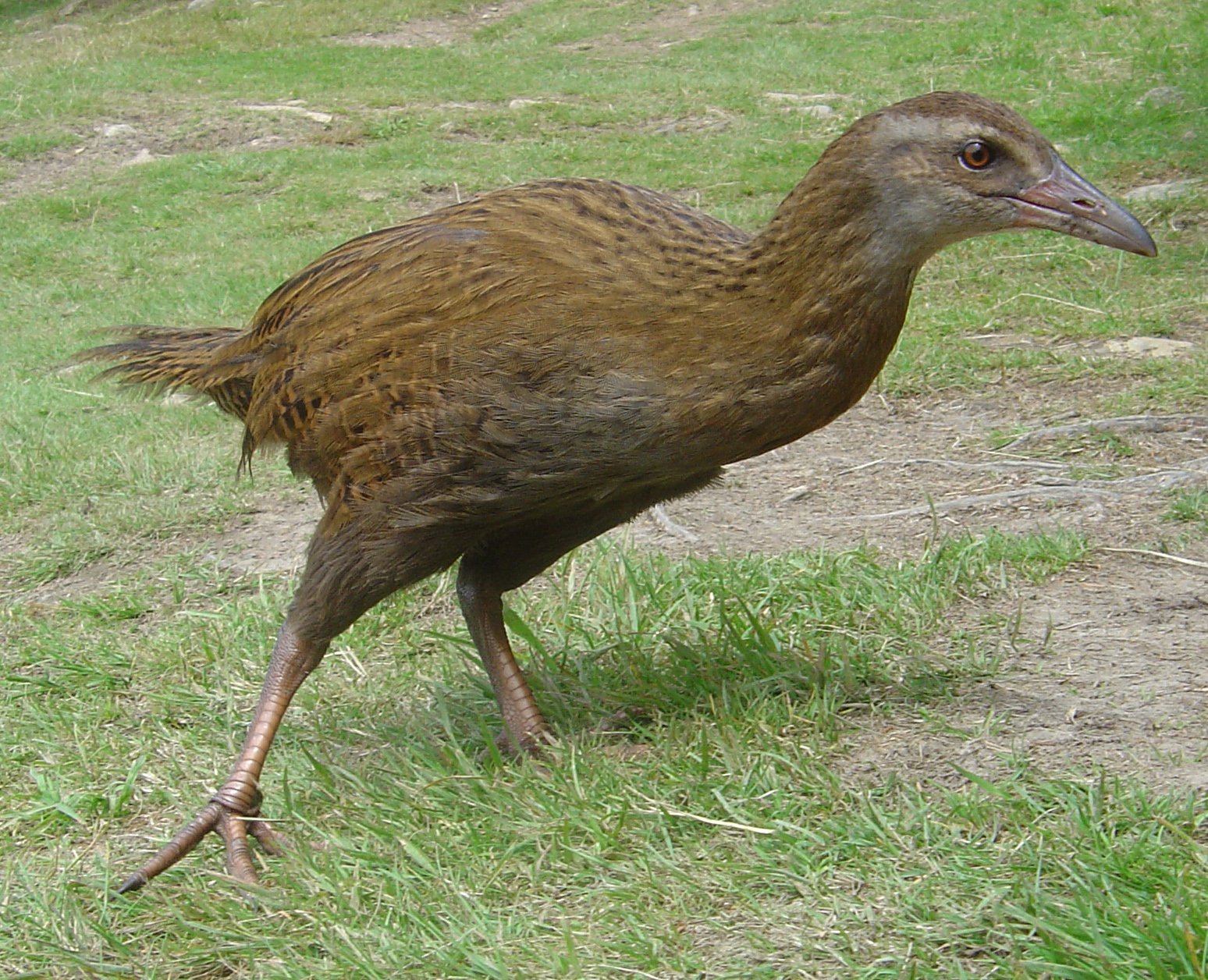The Arrival of Humans: A Turning Point for Flightless Birds (image credits: wikimedia)