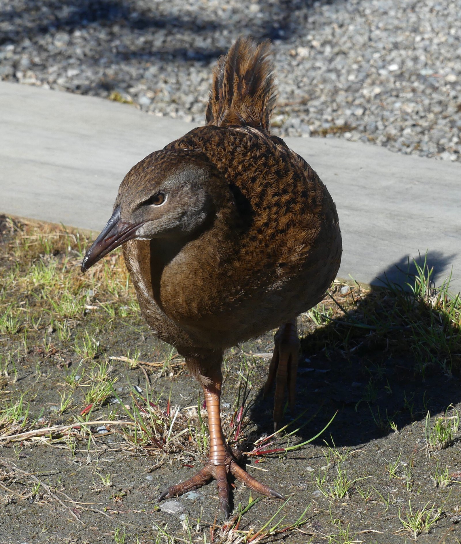 The Weka: The Mischievous Scavenger (image credits: wikimedia)