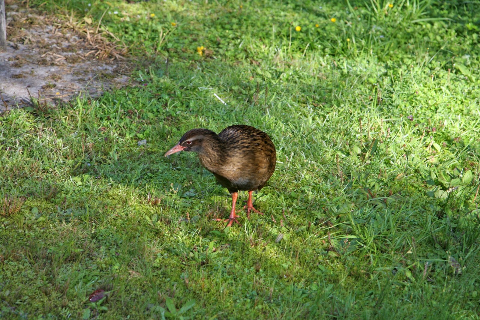 The Evolutionary Trade-Off: Bigger Bodies, Stronger Legs (image credits: wikimedia)