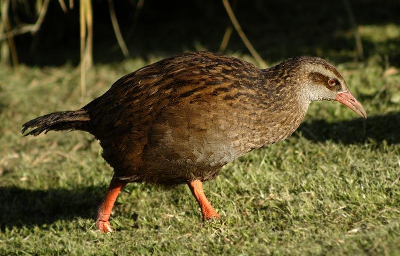 Vulnerability and Conservation: Walking the Edge (image credits: wikimedia)